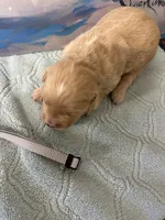 processed/19e43d86-9591-4c0d-a146-514930a52548/listing/3c7ec23d-e70a-4ebb-988e-99f4e4703021/ab8ccf77-4482-4293-922a-e453c21a22e7