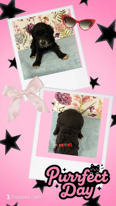Willow’s red collar girl – Goldendoodle puppy for sale in Ehrhardt, SC