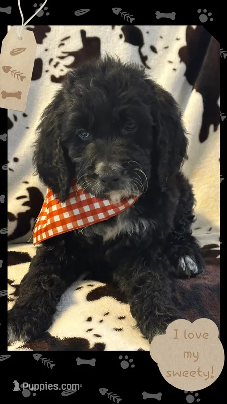 Willow’s red collar girl – Goldendoodle puppy for sale in Ehrhardt, SC
