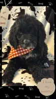 Willow’s red collar girl, a female Goldendoodle for sale in Ehrhardt, SC – 1 of 4