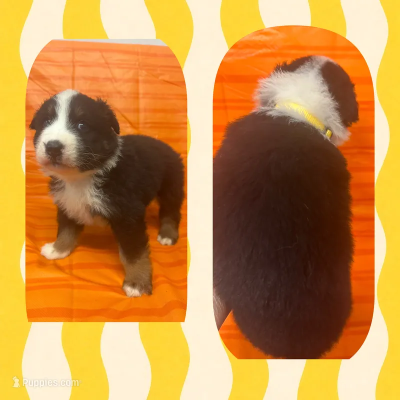 Callie’s yellow male – Australian Shepherd puppy for sale in Ehrhardt, SC