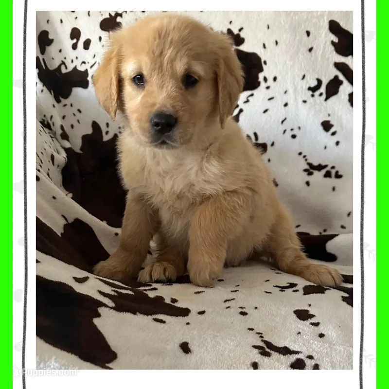 Violets lime green boy