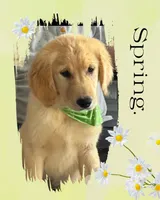 Violets lime green boy, a male Golden Retriever for sale in Ehrhardt, SC – Photo 1 of 2