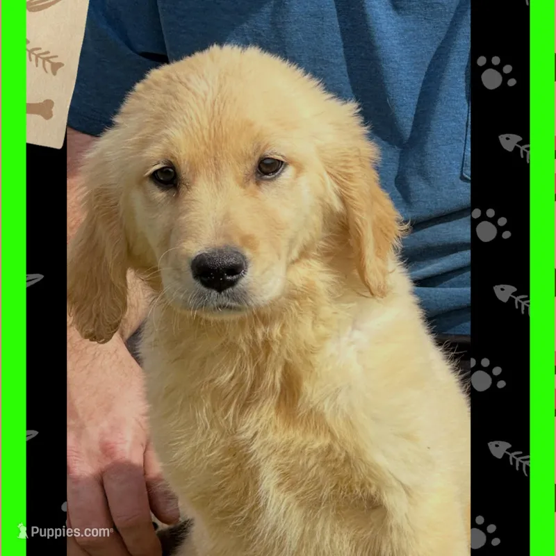 Violets lime green boy – Golden Retriever puppy for sale in Ehrhardt, SC