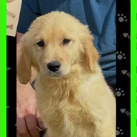 Violets lime green boy, a male Golden Retriever for sale in Ehrhardt, SC – Photo 2 of 2