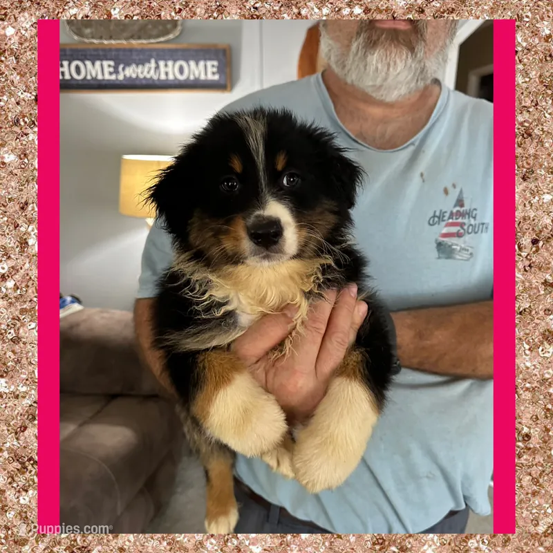 Callie’s pink girl – Australian Shepherd puppy for sale in Ehrhardt, SC