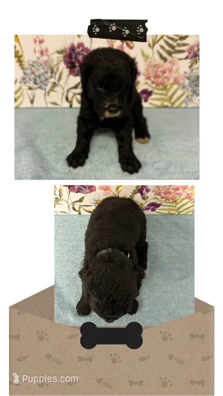 Willow’s dark green collar male – Goldendoodle puppy for sale in Ehrhardt, SC