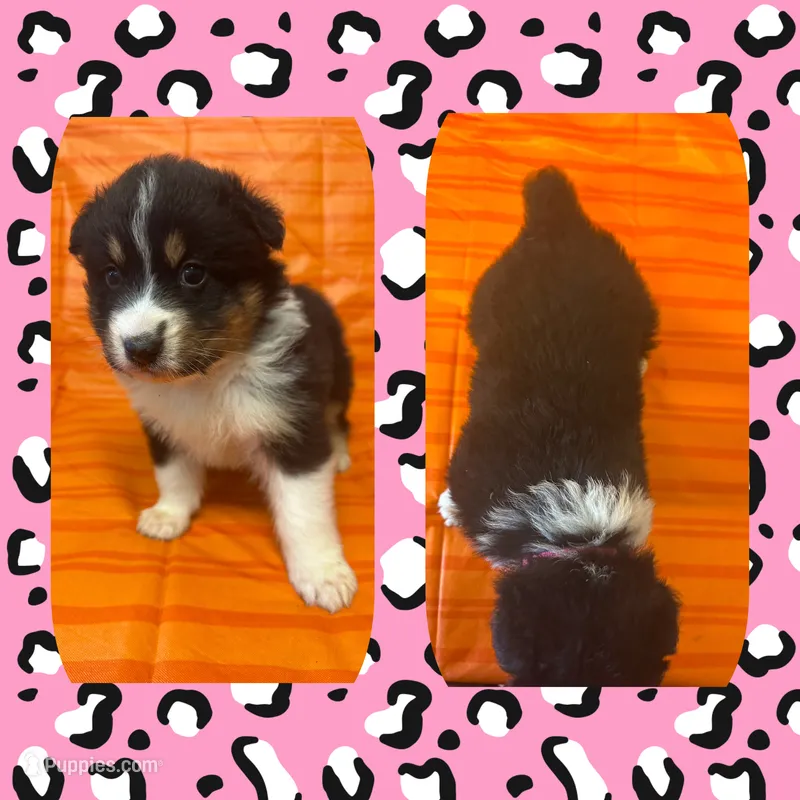 Callie’s pink girl – Australian Shepherd puppy for sale in Ehrhardt, SC