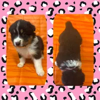 Callie’s pink girl, a female Australian Shepherd for sale in Ehrhardt, SC – 1 of 2