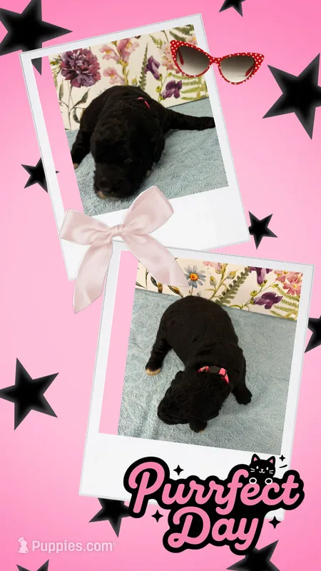 Willows pink collar girl – Goldendoodle puppy for sale in Ehrhardt, SC