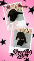 Willows pink collar girl, a female Goldendoodle for sale in Ehrhardt, SC – 1 of 1