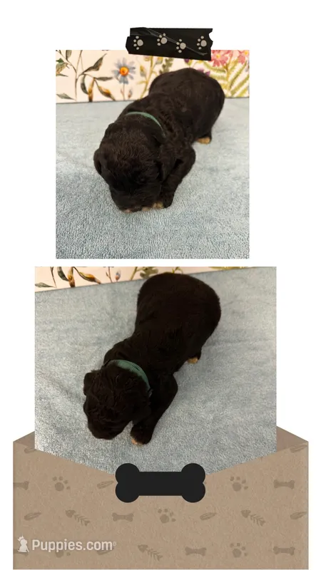 Willow’s dark green collar male – Goldendoodle puppy for sale in Ehrhardt, SC