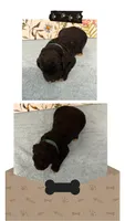Willow’s dark green collar male, a male Goldendoodle for sale in Ehrhardt, SC – 1 of 1