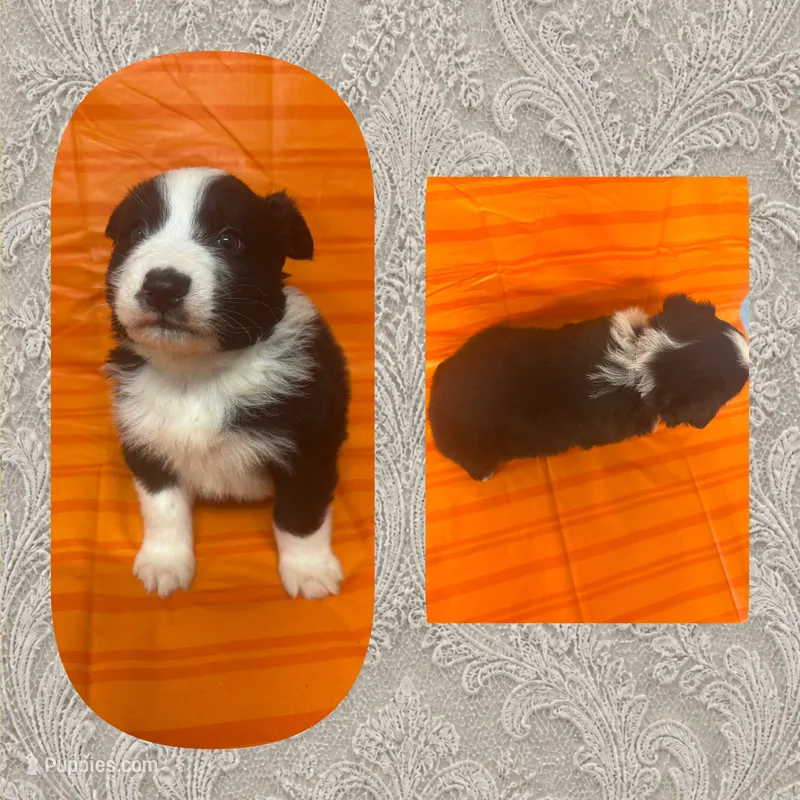 Callie’s grey boy – Australian Shepherd puppy for sale in Ehrhardt, SC