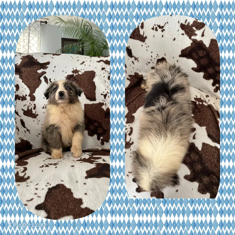 Callie’s blue boy – Australian Shepherd puppy for sale in Ehrhardt, SC