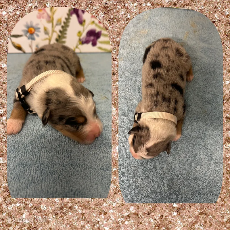 Callie’s tan boy – Australian Shepherd puppy for sale in Ehrhardt, SC