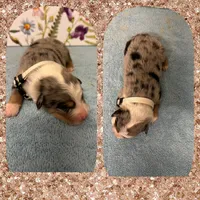 Callie’s tan boy, a male Australian Shepherd for sale in Ehrhardt, SC – 1 of 1
