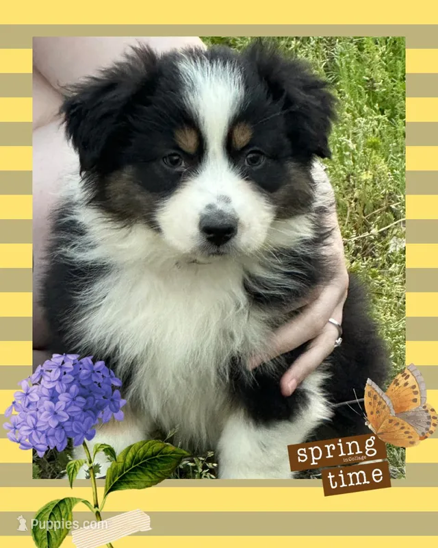 Jojos  purple girl – Australian Shepherd puppy for sale in Ehrhardt, SC