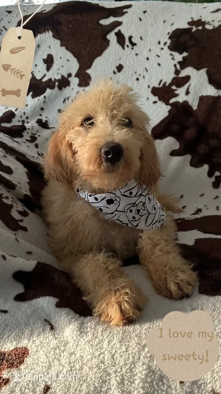 Mercy – Goldendoodle puppy for sale in Ehrhardt, SC