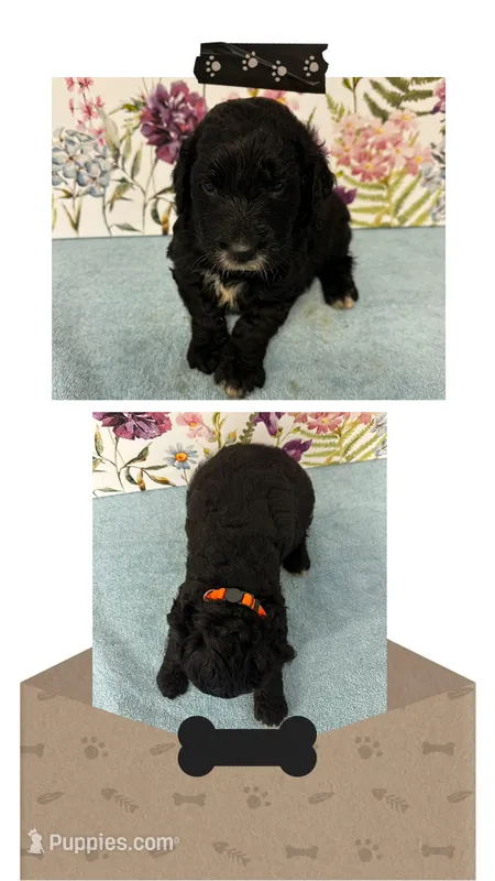 Willow’s orange collar male – Goldendoodle puppy for sale in Ehrhardt, SC