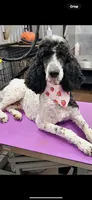 Willows pink collar girl, a female Goldendoodle for sale in Ehrhardt, SC – 4 of 4