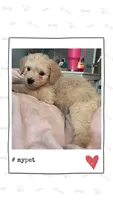 Hope, a female Goldendoodle and Double Doodle for sale in Ehrhardt, SC – 1 of 1