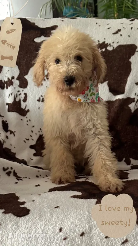 Hope – Goldendoodle puppy for sale in Ehrhardt, SC