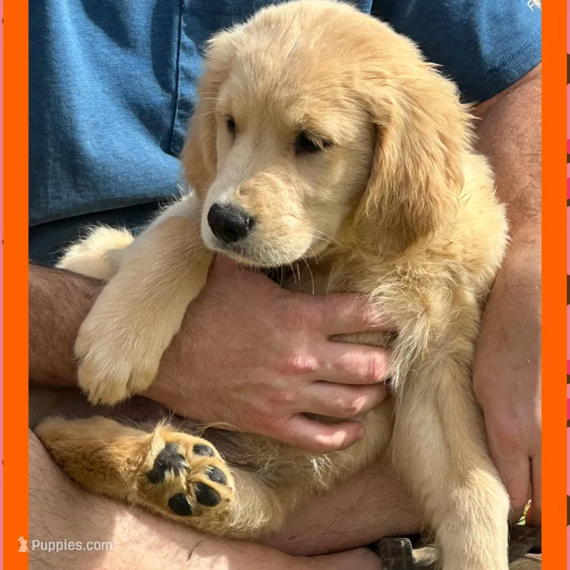 Violets orange boy – Golden Retriever puppy for sale in Ehrhardt, SC