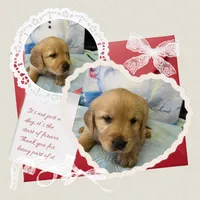 Violets lite blue boy, a male Golden Retriever for sale in Ehrhardt, SC – Photo 1 of 2