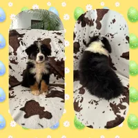 Callie’s yellow male, a male Australian Shepherd for sale in Ehrhardt, SC – 1 of 3