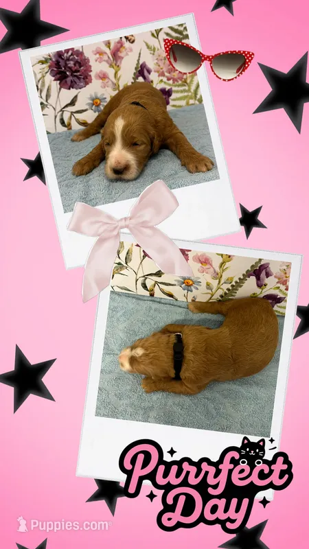 Willow’s blk collar girl – Goldendoodle puppy for sale in Ehrhardt, SC