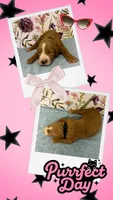 Willow’s blk collar girl, a female Goldendoodle for sale in Ehrhardt, SC – 1 of 1