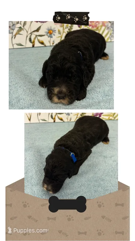 Willow’s royal blue collar boy – Goldendoodle puppy for sale in Ehrhardt, SC