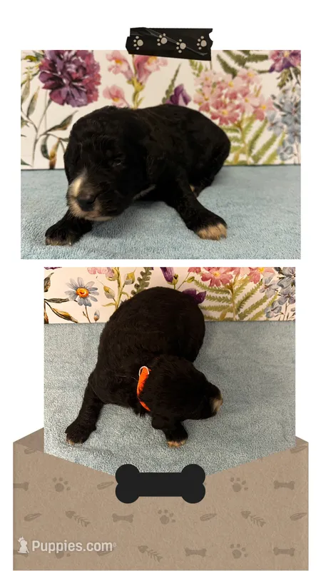 Willow’s orange collar male – Goldendoodle puppy for sale in Ehrhardt, SC