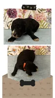 Willow’s orange collar male, a male Goldendoodle for sale in Ehrhardt, SC – 1 of 1