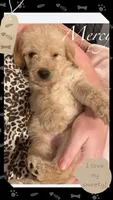 Mercy, a female Goldendoodle for sale in Ehrhardt, SC – 1 of 1
