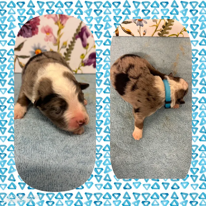 Callie’s blue boy – Australian Shepherd puppy for sale in Ehrhardt, SC
