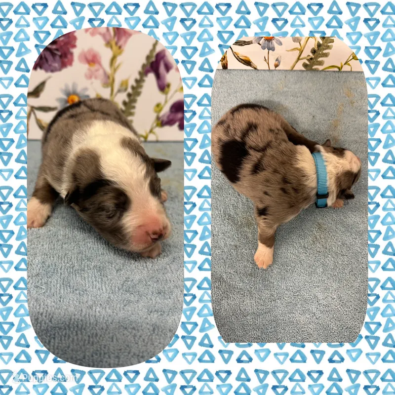 Callie’s blue boy – Australian Shepherd puppy for sale in Ehrhardt, SC