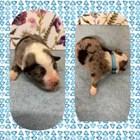 Callie’s blue boy, a male Australian Shepherd for sale in Ehrhardt, SC – 1 of 1