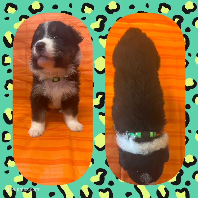 Callie’s lime green girl – Australian Shepherd puppy for sale in Ehrhardt, SC