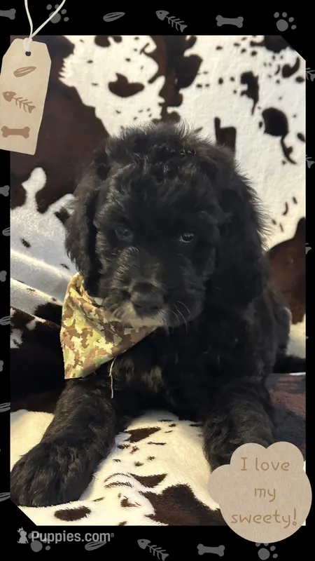 Willow’s dark green collar male – Goldendoodle puppy for sale in Ehrhardt, SC
