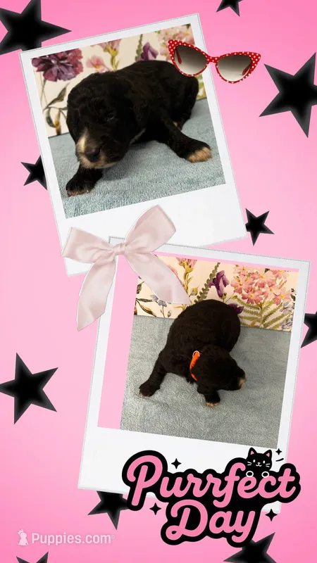 Willow’s red collar girl – Goldendoodle puppy for sale in Ehrhardt, SC