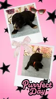 Willow’s red collar girl, a female Goldendoodle for sale in Ehrhardt, SC – 1 of 1
