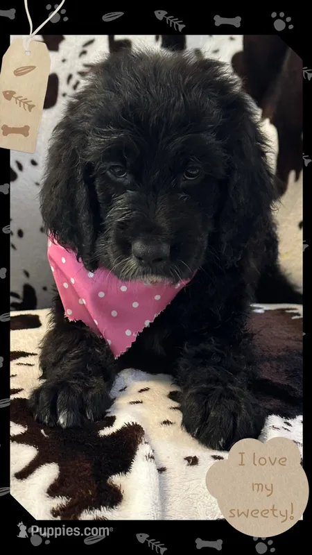 Willows pink collar girl – Goldendoodle puppy for sale in Ehrhardt, SC