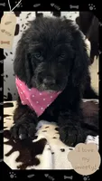 Willows pink collar girl, a female Goldendoodle for sale in Ehrhardt, SC – 1 of 4