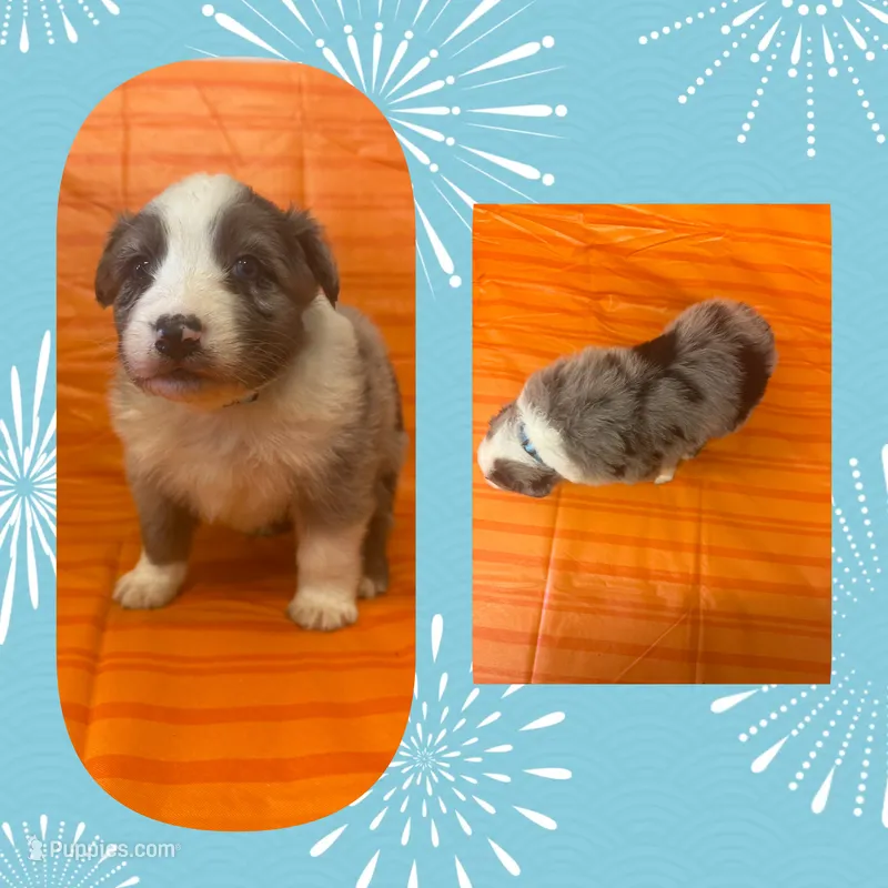 Callie’s blue boy – Australian Shepherd puppy for sale in Ehrhardt, SC