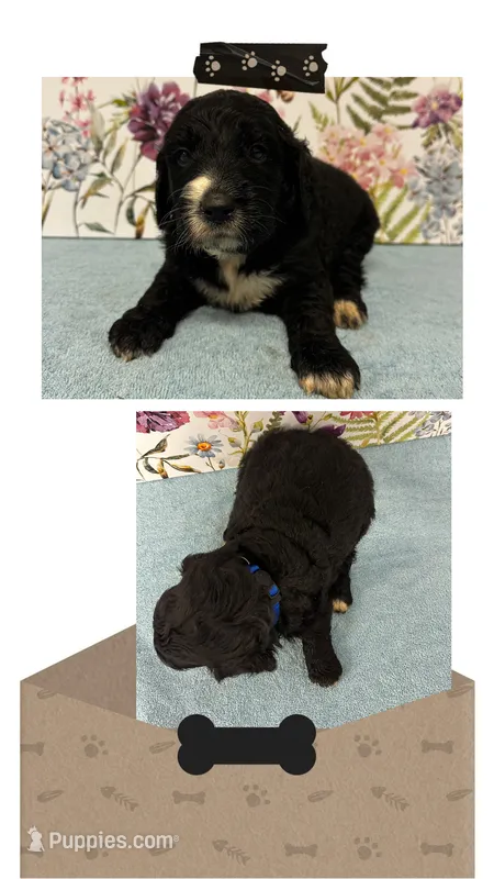 Willow’s royal blue collar boy – Goldendoodle puppy for sale in Ehrhardt, SC