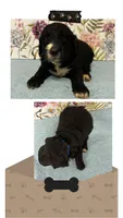 Willow’s royal blue collar boy, a male Goldendoodle for sale in Ehrhardt, SC – 2 of 4