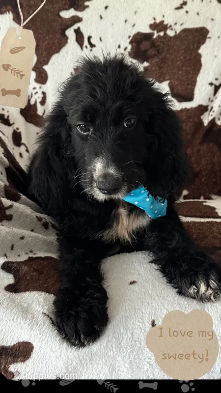 Willow’s royal blue collar boy – Goldendoodle puppy for sale in Ehrhardt, SC