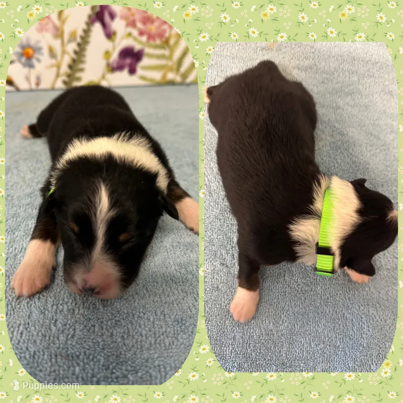 Callie’s lime green girl – Australian Shepherd puppy for sale in Ehrhardt, SC